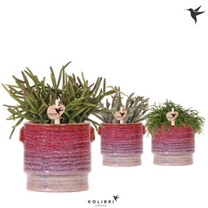 Kolibri Greens Rhipsalis mix in Aura pot