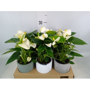Anthurium   ...mix