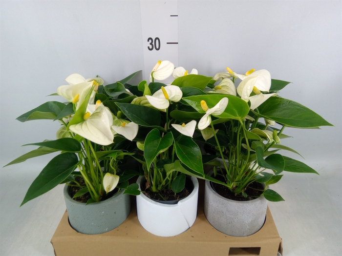 <h4>Anthurium   ...mix</h4>