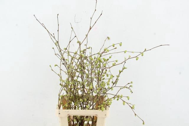 <h4>CORYLOPSIS S CYNTHIA 065CM</h4>