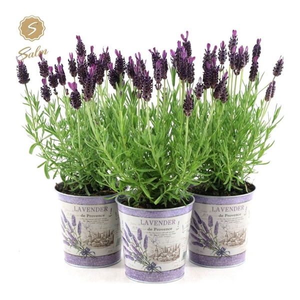 <h4>Lavandula st. 'Anouk'® Collection P10,5 in Zinc Lavender</h4>