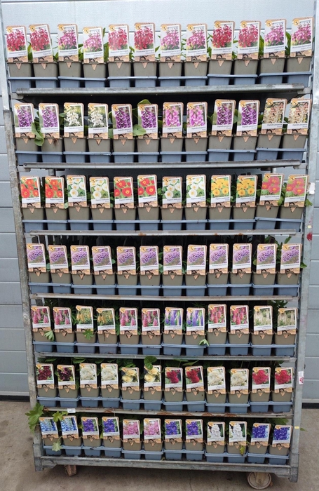 <h4>VASTE PL MIXK</h4>