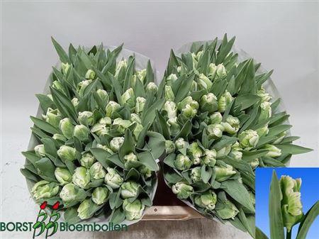 <h4>Tu Pa Super Parrot</h4>