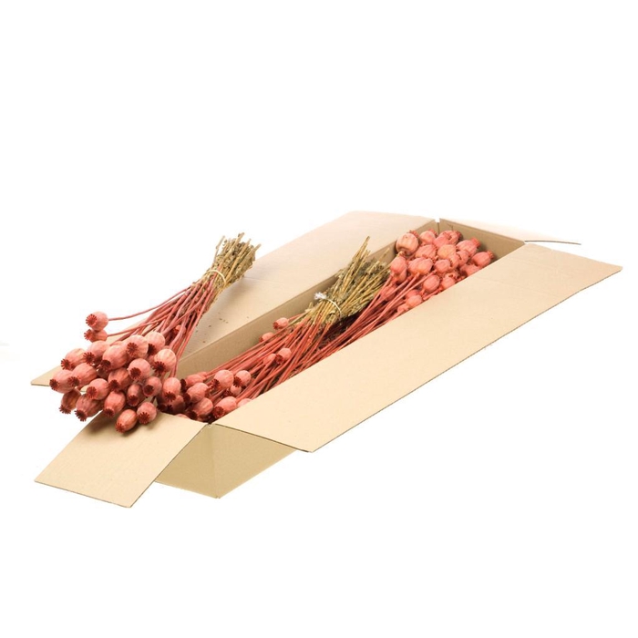 <h4>Papaver Sb Burnt Orange</h4>