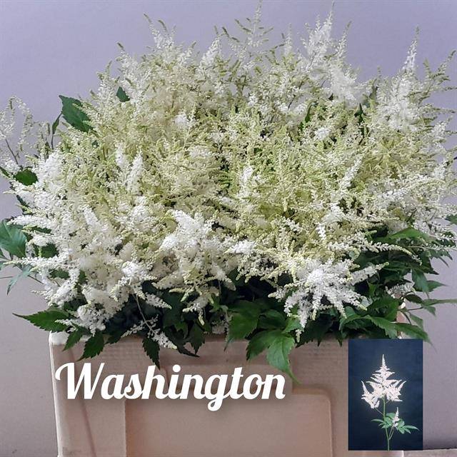 <h4>ASTIL JA WASHINGTON</h4>