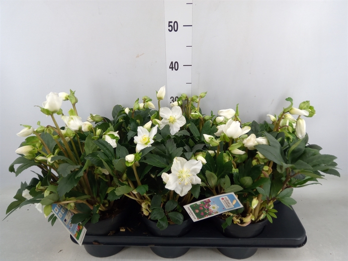 <h4>Helleborus niger</h4>