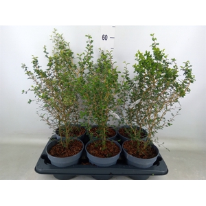 Sophora prostrata 'Little Baby'