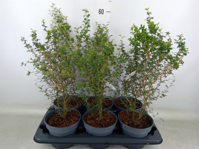 <h4>Sophora prostrata 'Little Baby'</h4>