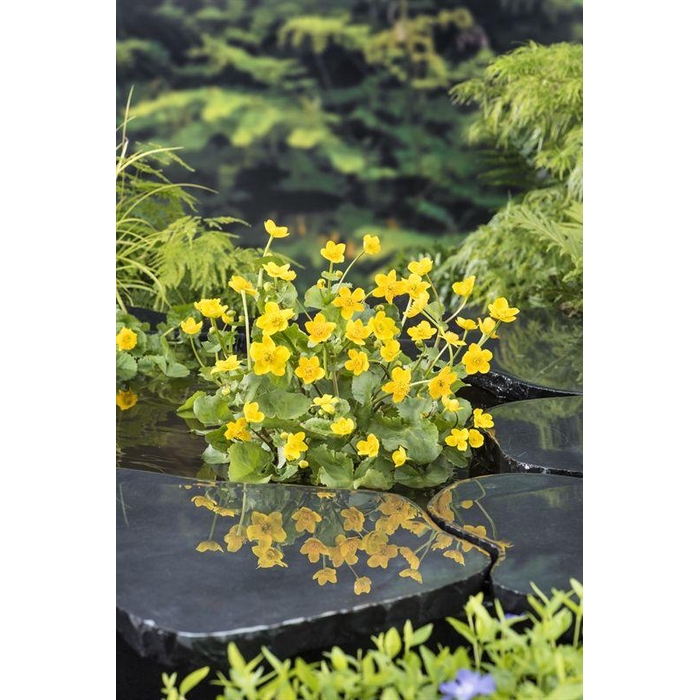 <h4>Caltha palustris</h4>