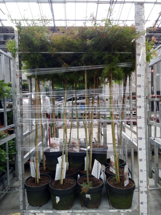 <h4>Acer palmatum 'Jerre Schwartz'</h4>