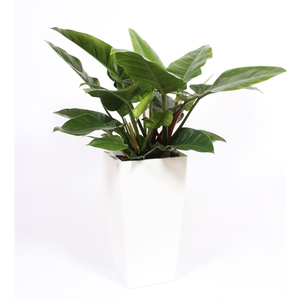 Philodendron Imperial Green in Piza pot 