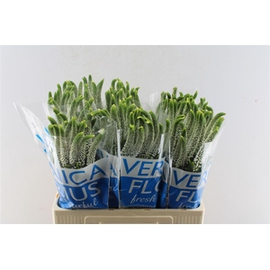 Veronica Smart Caya White