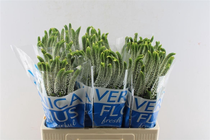 <h4>Veronica Smart Caya White</h4>