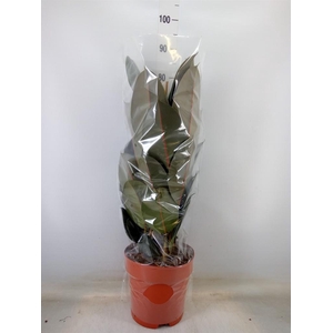 Ficus elastica 'Abidjan'