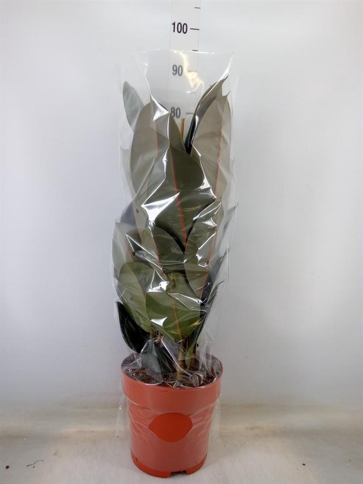 <h4>Ficus elastica 'Abidjan'</h4>