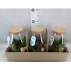 Arr.   Planten H%