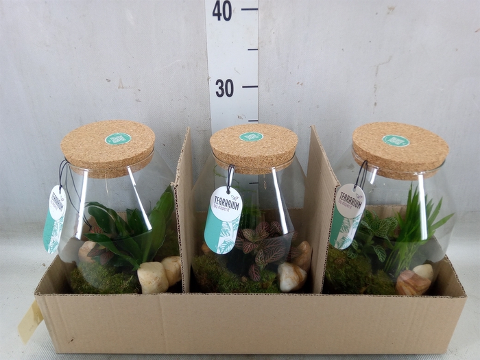 Arr.   Planten H%