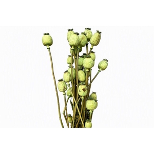 Dried Papaver X5 Frosted Mint Green Bunch