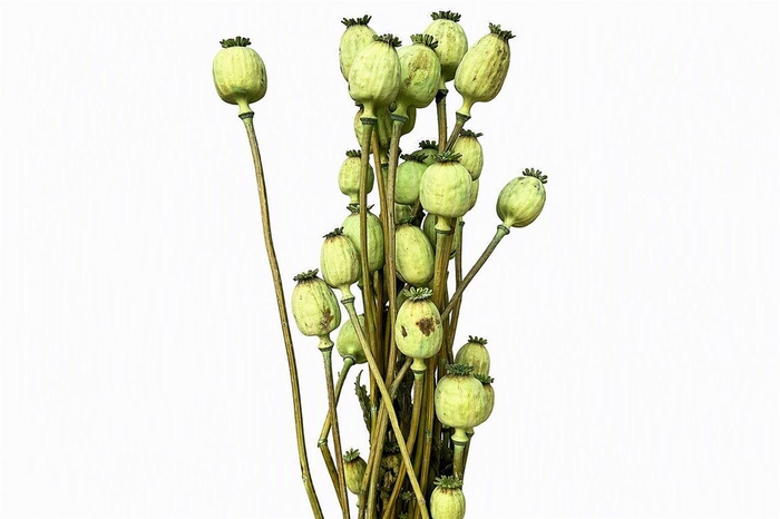 <h4>Dried Papaver X5 Frosted Mint Green Bunch</h4>