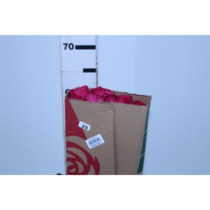 ROSA CHERRY AVALANCHE 060 CM PINK ESTUFA