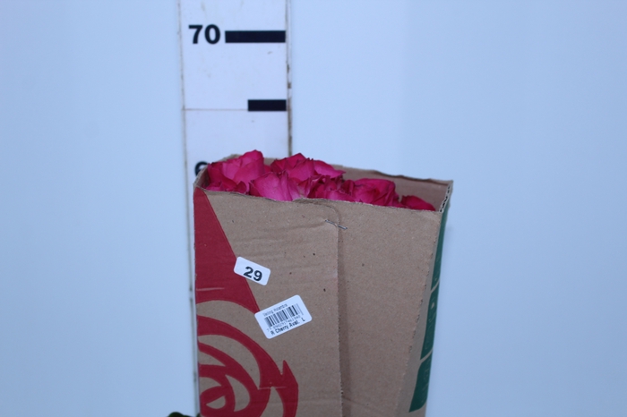 ROSA CHERRY AVALANCHE 060 CM PINK ESTUFA
