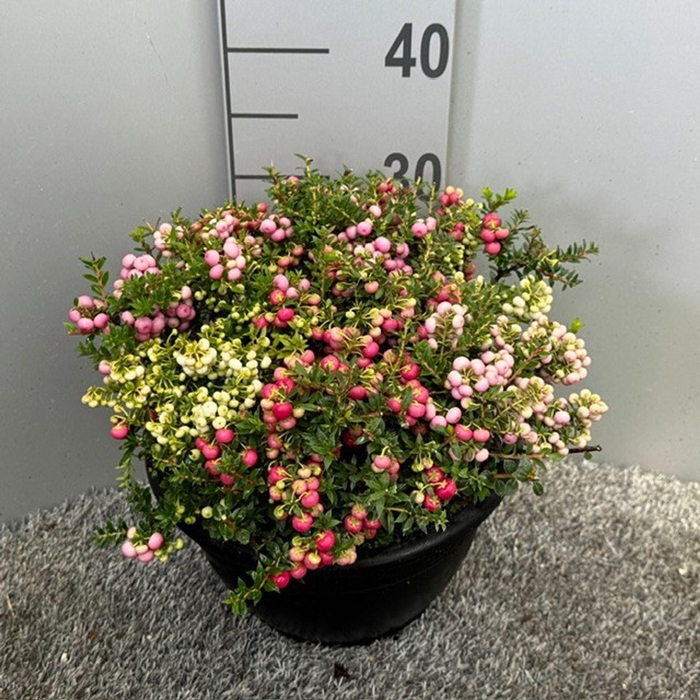 <h4>Gaultheria</h4>