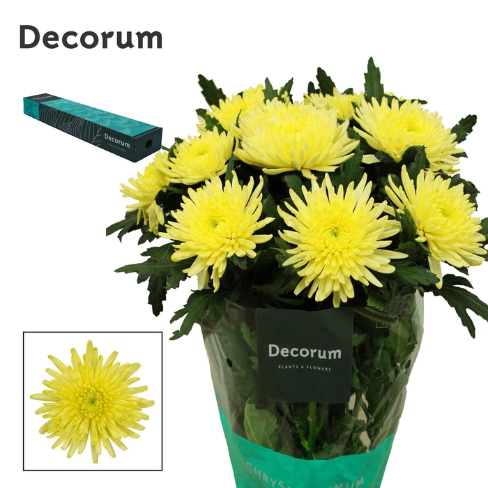 <h4>Chr G Topspin Yellow</h4>