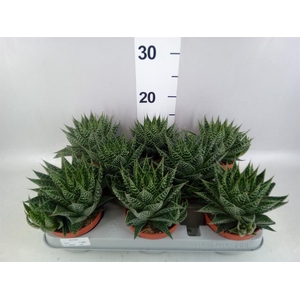 Gasteria