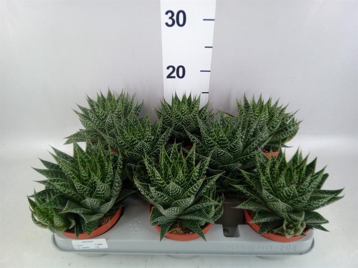 <h4>Gasteria</h4>