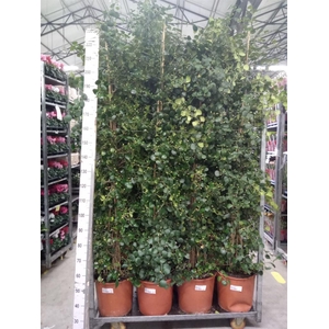 Ficus deltoidea