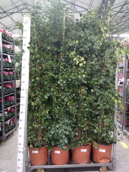 <h4>Ficus deltoidea</h4>