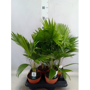 Livistona rotundifolia