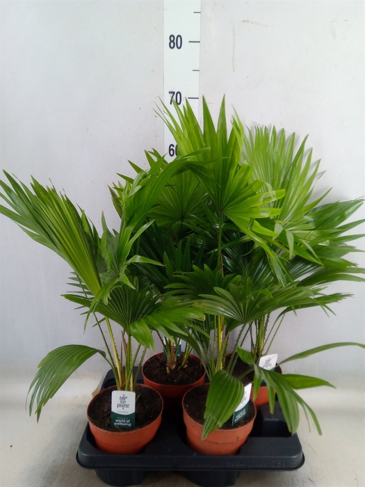 <h4>Livistona rotundifolia</h4>