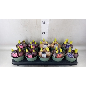 Hyacinthus orie.   ...mix