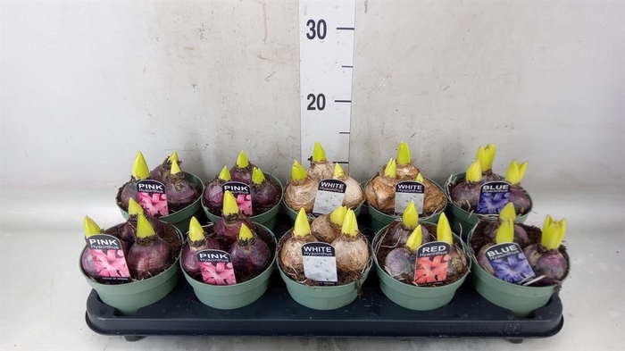 <h4>Hyacinthus orie.   ...mix</h4>