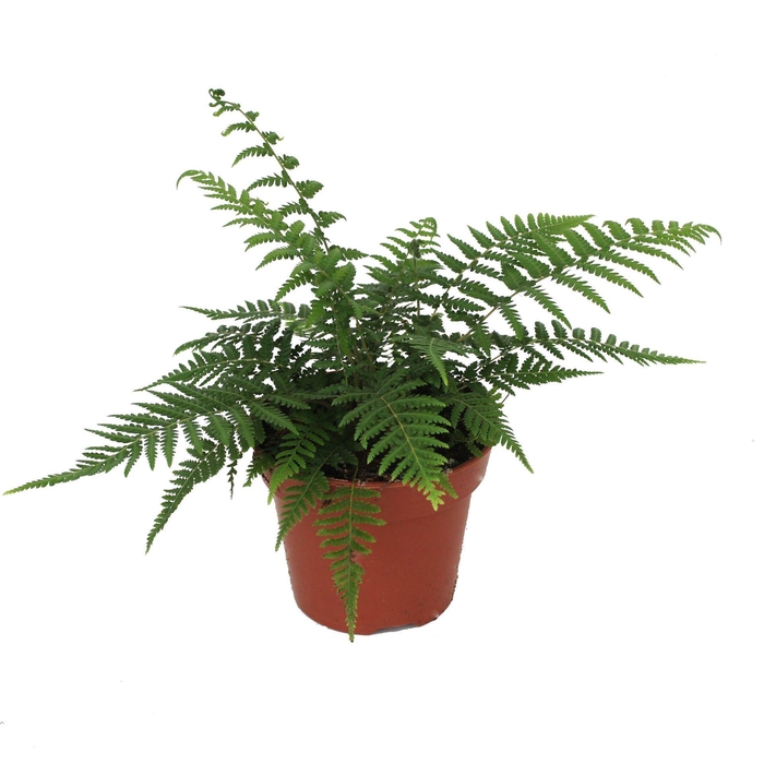 <h4>Dicksonia antarctica</h4>