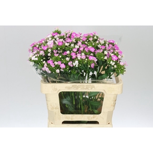 Di Barb Amazon Rose