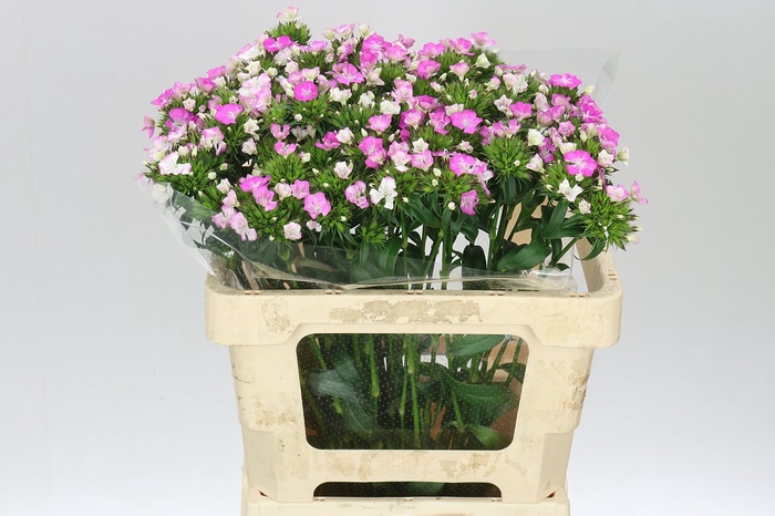 <h4>Di Barb Amazon Rose</h4>