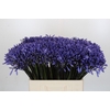 Agapanthus Dr Brouwer