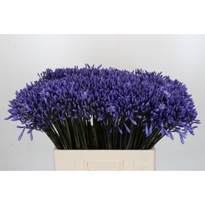 Agapanthus Dr Brouwer