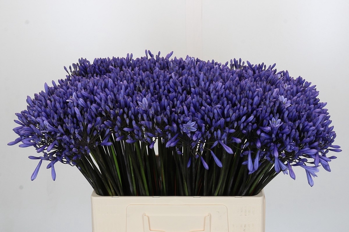 Agapanthus Dr Brouwer