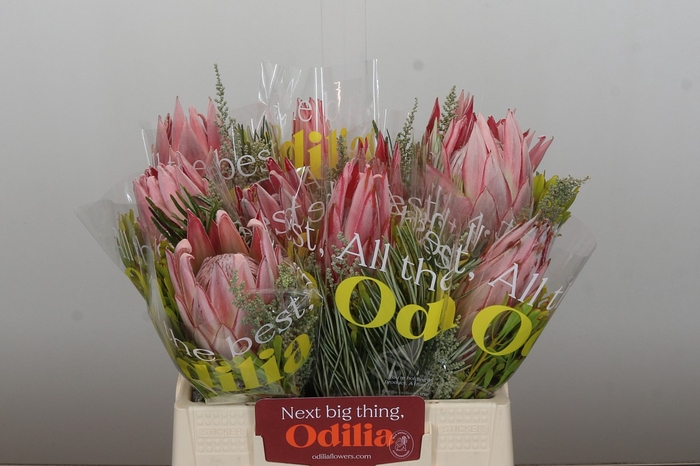 <h4>BQ Protea Cynaroides SFB</h4>