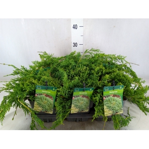 Juniperus horizont. 'Wiltonii '