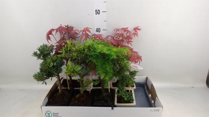 <h4>Bonsai   ...mix</h4>