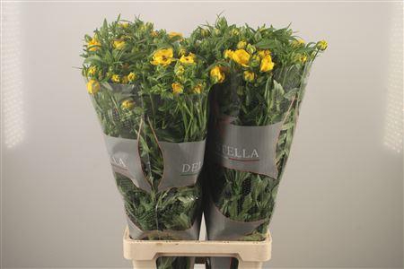 <h4>Ran N Moderna Sorrento</h4>