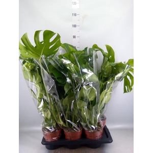 Monstera delic.