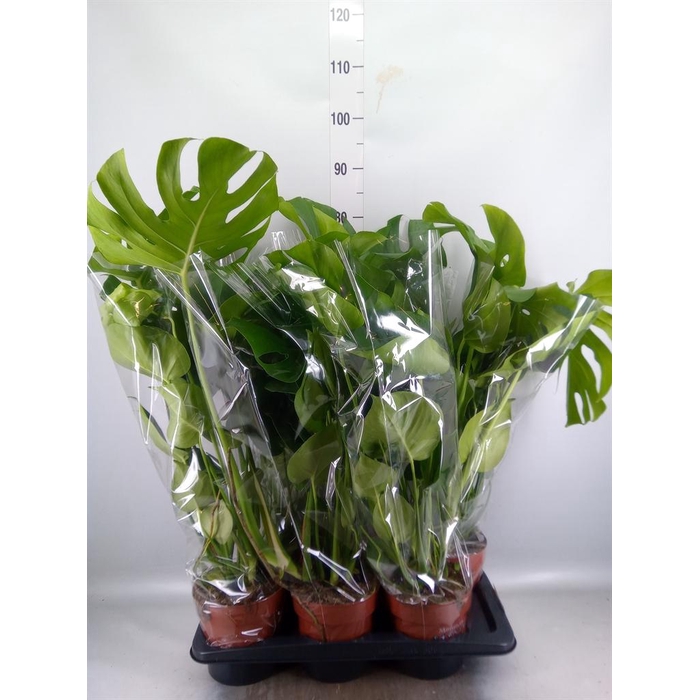 <h4>Monstera delic.</h4>
