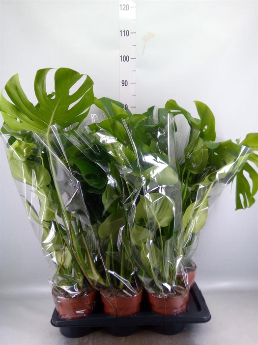 Monstera delic.