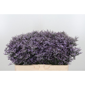 Limon Safora Lilac