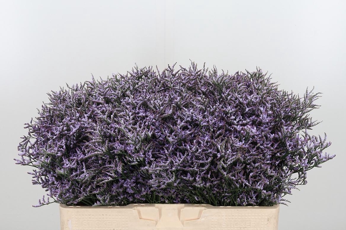 <h4>Limon Safora Lilac</h4>